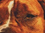 Through the Eye - Staffy (image for) Through the Eye - Staffy